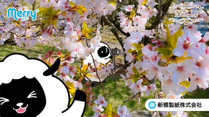 2025年03月 広見公園の桜